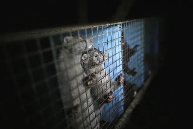 Jak pozyskuje się rzęsy z norek? Proces, etyka i alternatywy dla piękna